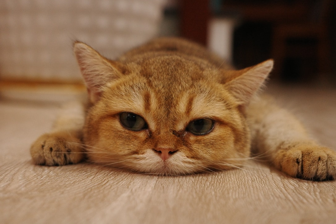 Headshot of a young woman